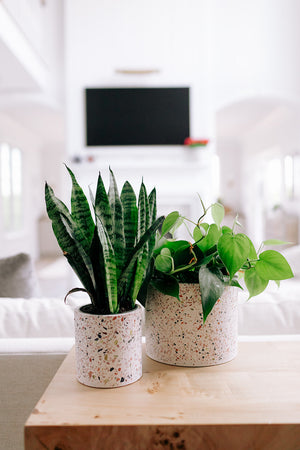 Small Terrazzo Pot