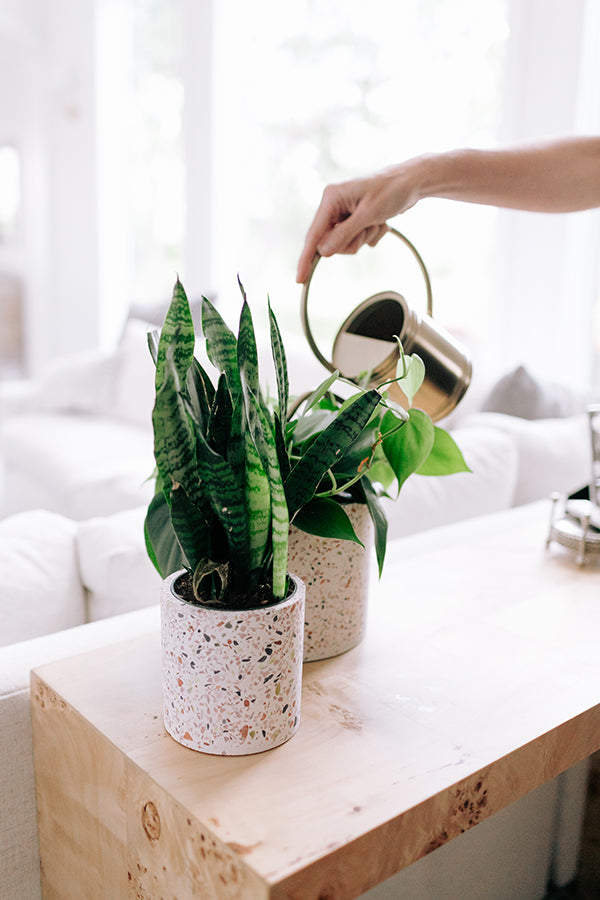 Large Terrazzo Pot