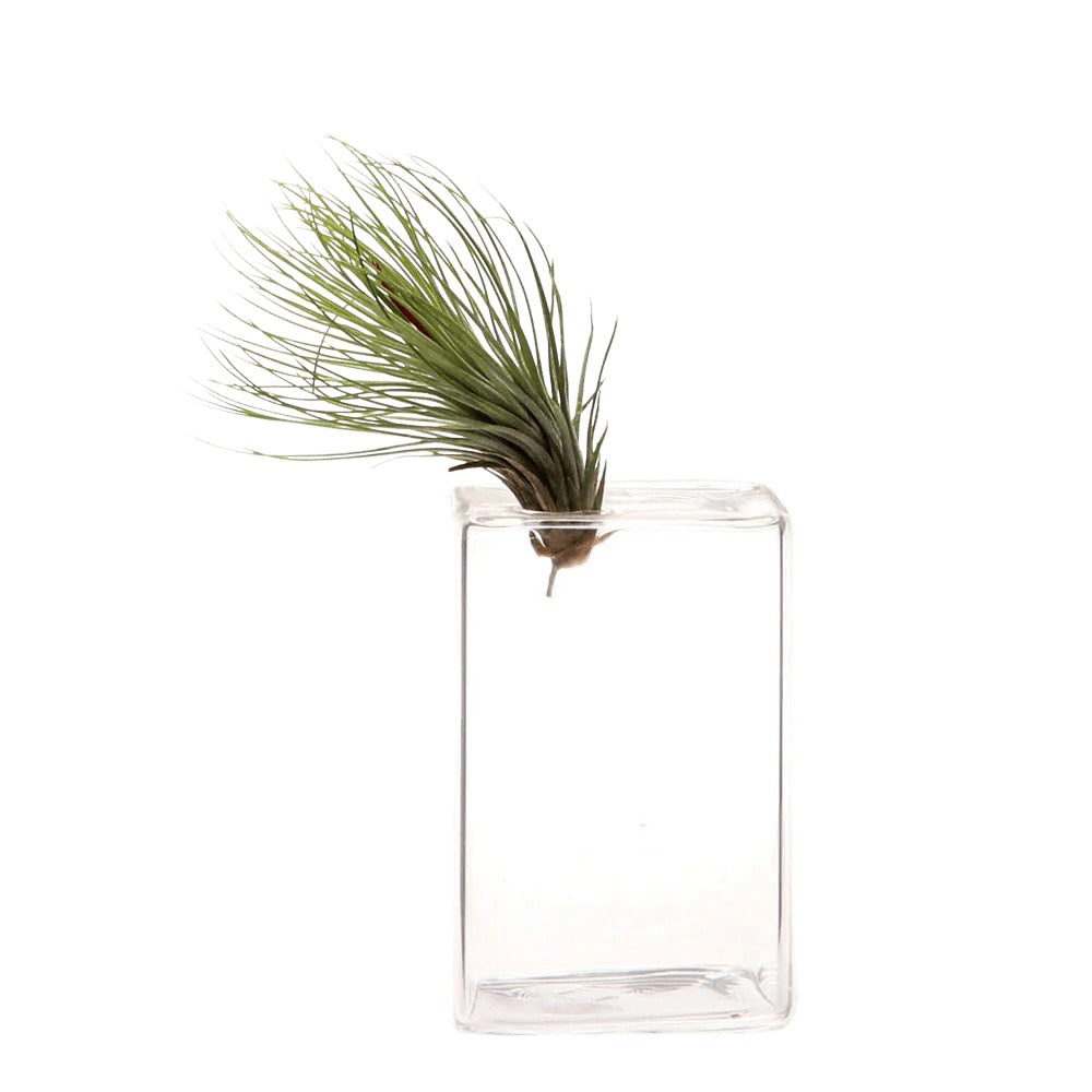 Cube Glass Modern Clear Flower Vase