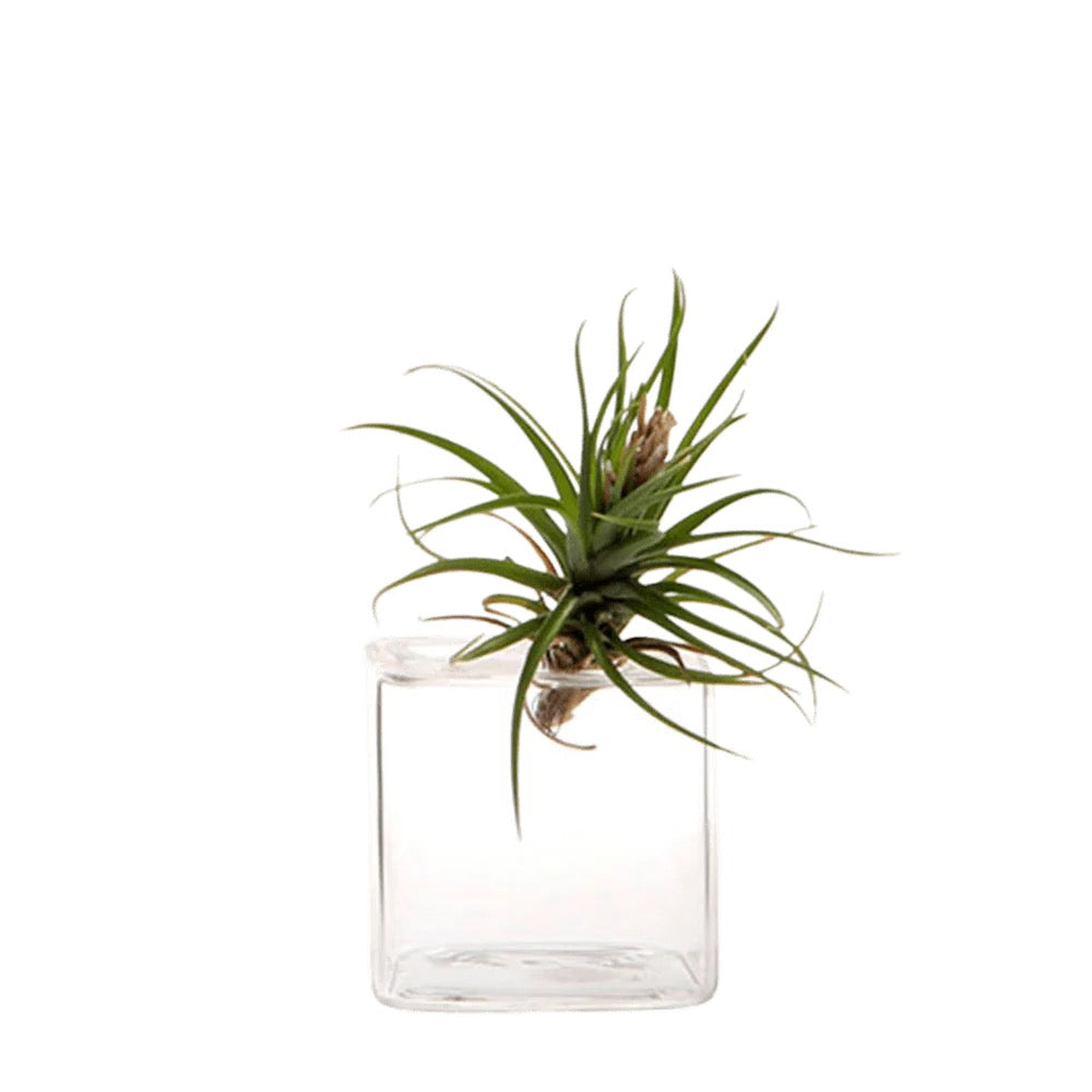 Cube Glass Modern Clear Flower Vase